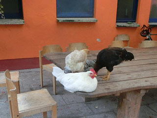 Hühner-Besuch am Tisch in Brückentin